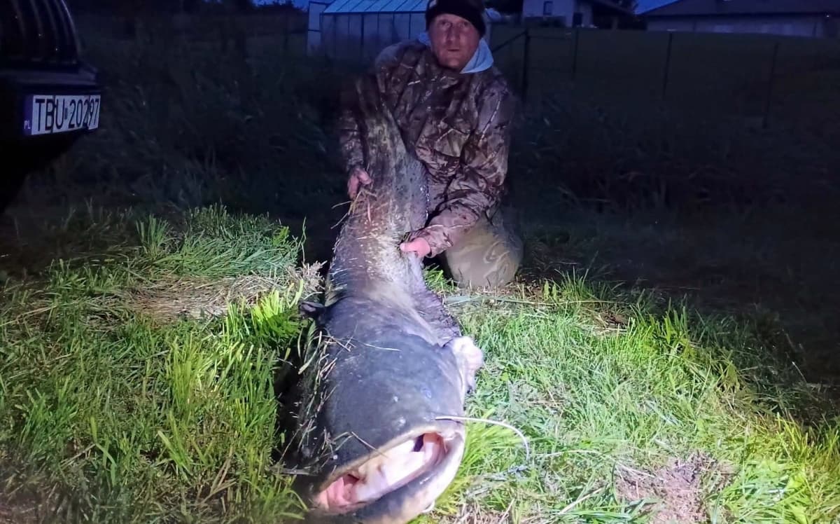 Rekordowy sum wyłowiony podczas pierwszych zawodów w Radzanowie. Miał aż 203 cm