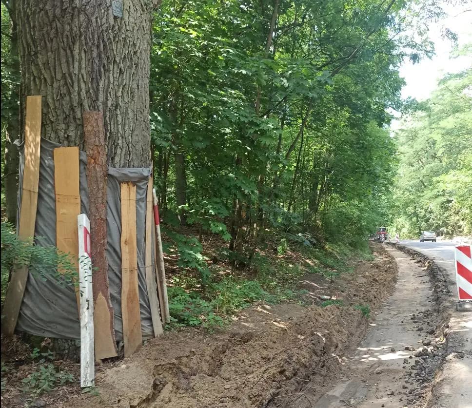 Rogalin–Rogalinek: RDOŚ interweniuje w sprawie pomnika przyrody przy DW 431