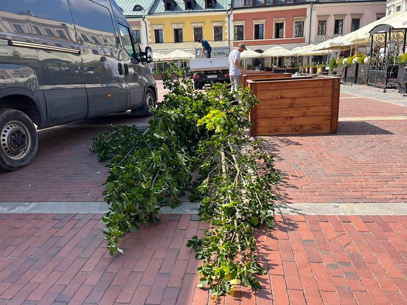 Rynek Wielki coraz bardziej zielony – dwanaście lip w sercu Zamościa