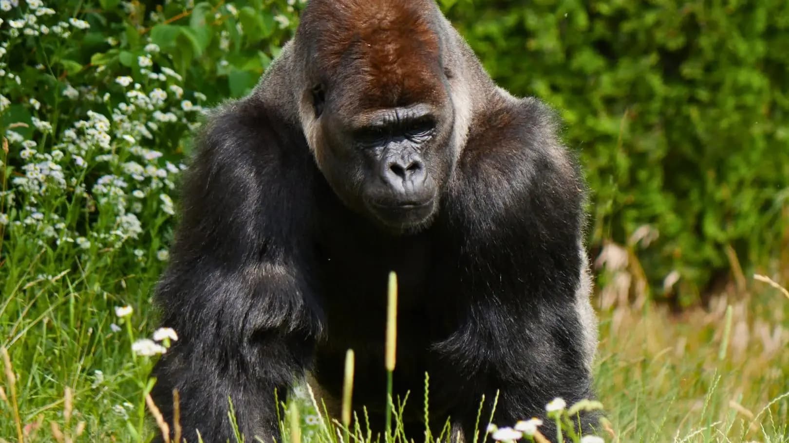Rzucał czymś w goryla Aziziego, inni próbowali go dokarmiać. Apel zoo