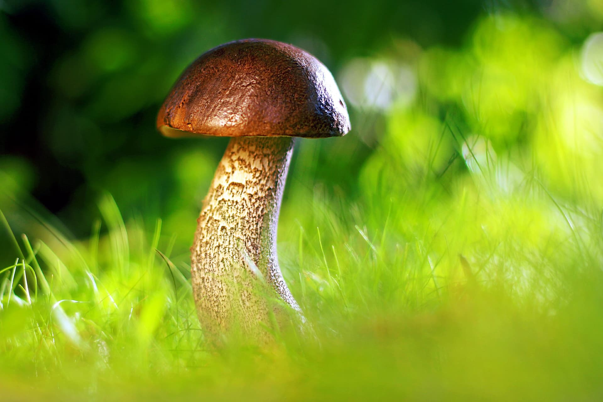 Sanepid przypomina o zasadach bezpiecznego grzybobrania