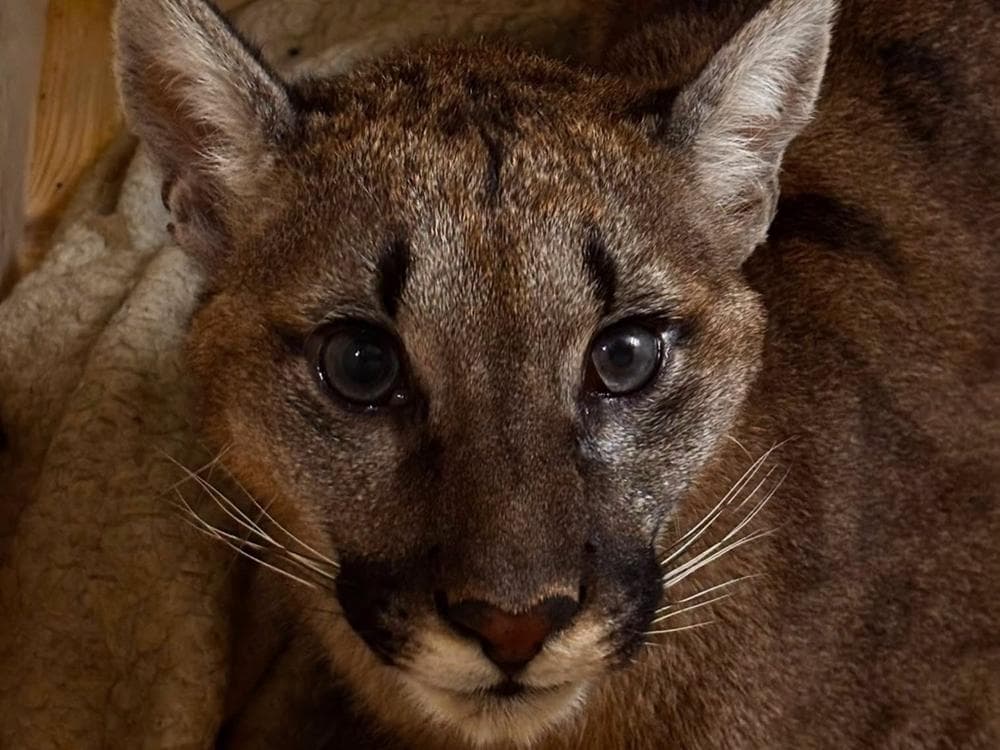 Schwytali pumę. Zoo w Poznaniu zapewni jej tymczasowy azyl