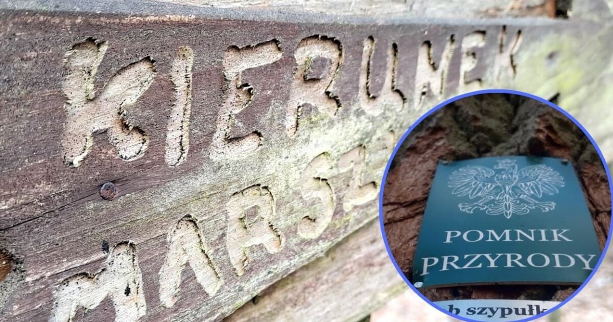 • Sierakowice. KGW zbiera informacje na temat pomników przyrody