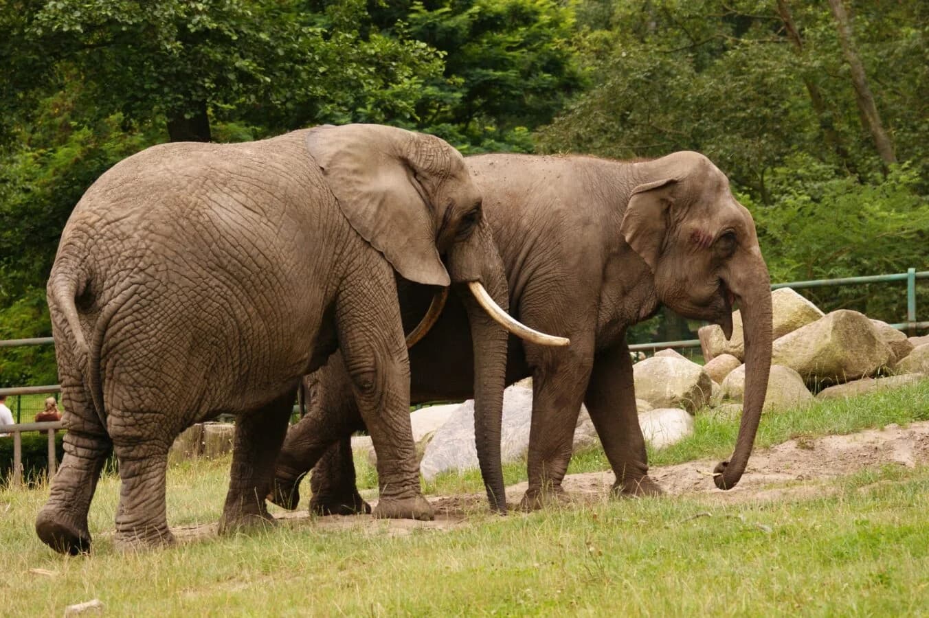 Słonica Wiki może opuścić Gdańsk. Zoo rozważa przeniesienie jej do sanktuarium we Francji