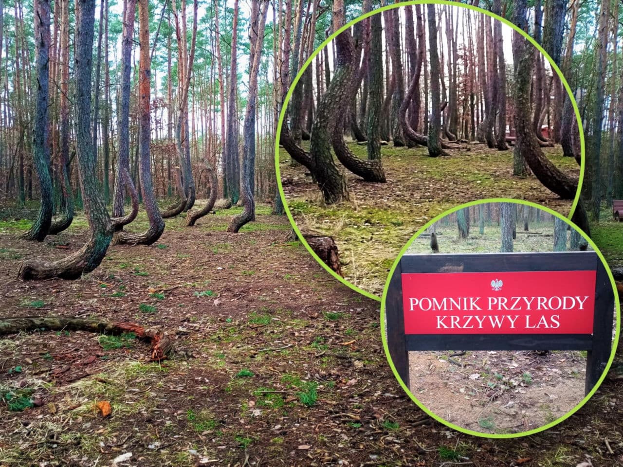 Słynny "Krzywy Las" umiera. Naukowcy łączą siły, by ratować magiczne miejsce