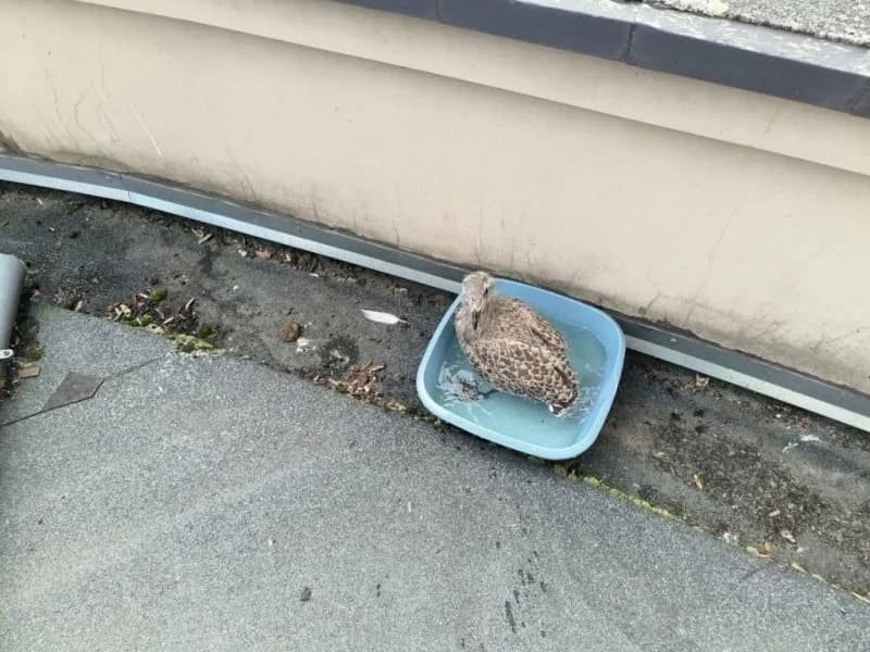Straż Miejska w Elblągu apeluje: Nie zabieraj podlotów z ich naturalnego środowiska