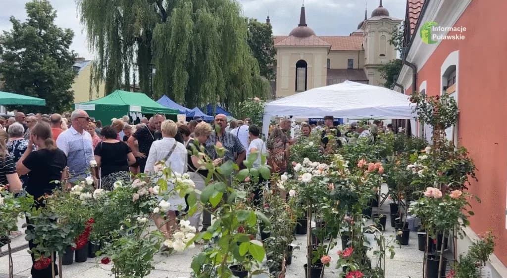 Święto Róż w Końskowoli. To będzie już 29 raz!