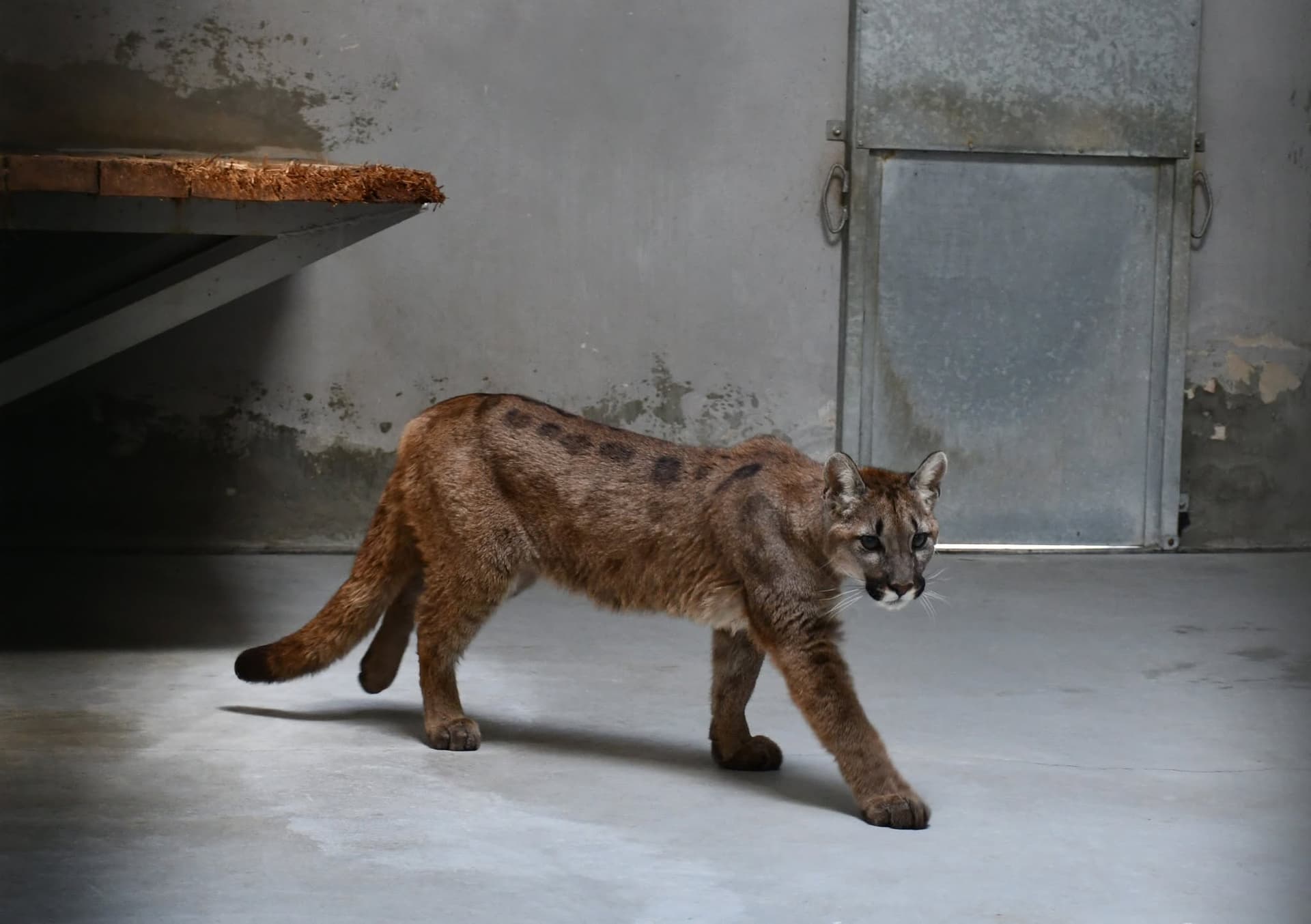 Szukano jej przez kilka dni. Puma z Pomorza trafiła do zoo w Poznaniu