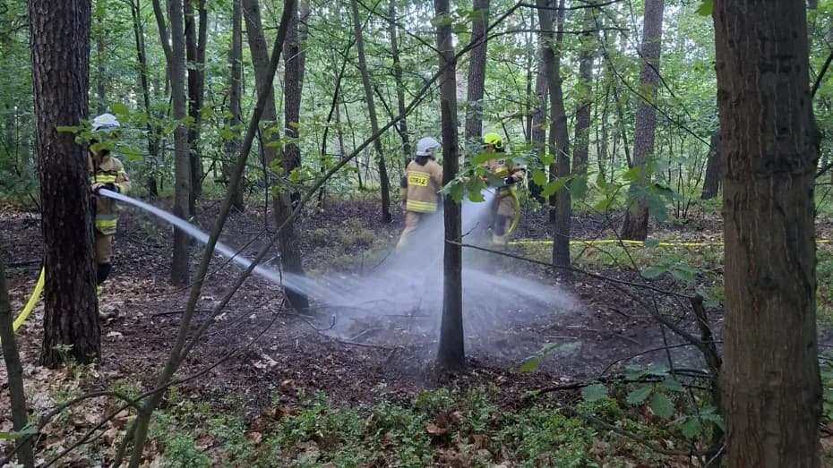Szybka akcja strażaków zapobiegła większym stratom w kompleksie leśnym
