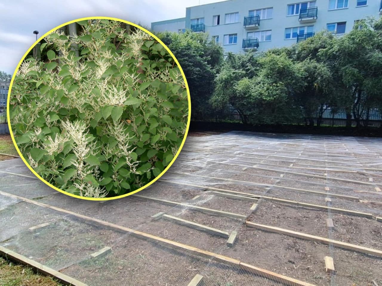 Ta roślina potrafi nawet skruszyć beton! Walczą z zielonym intruzem, by stworzyć park
