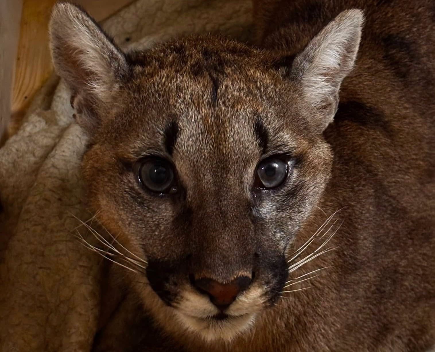 Tajemnicza puma z polskiego lasu trafiła do zoo. Opiekunowie szybko zauważyli coś niezwykłego