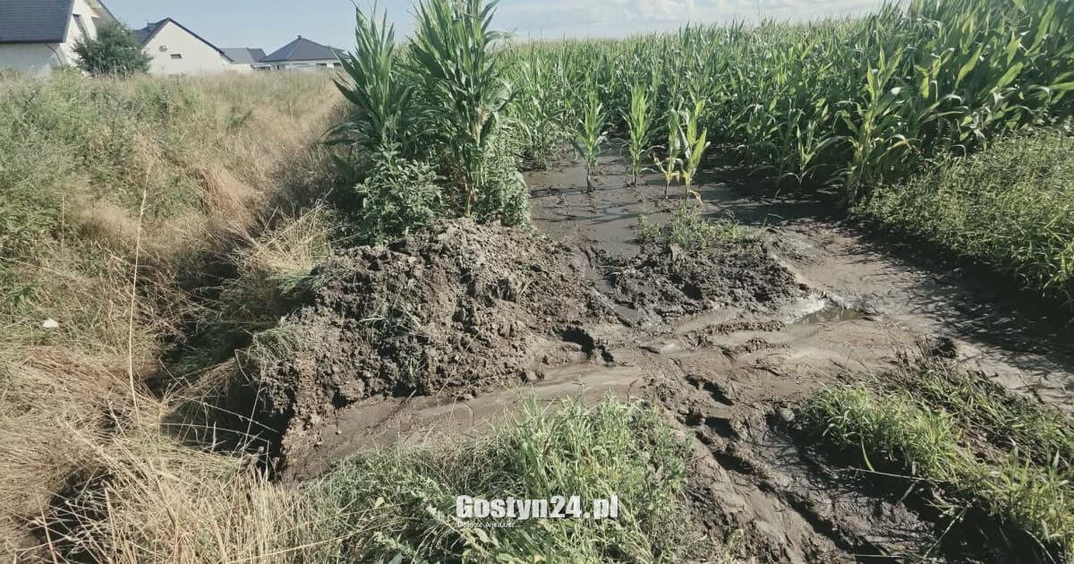 Tajemniczy przekop i gnojowica w Brzezince? Cuchnący ślad prowadził z pola do rowu