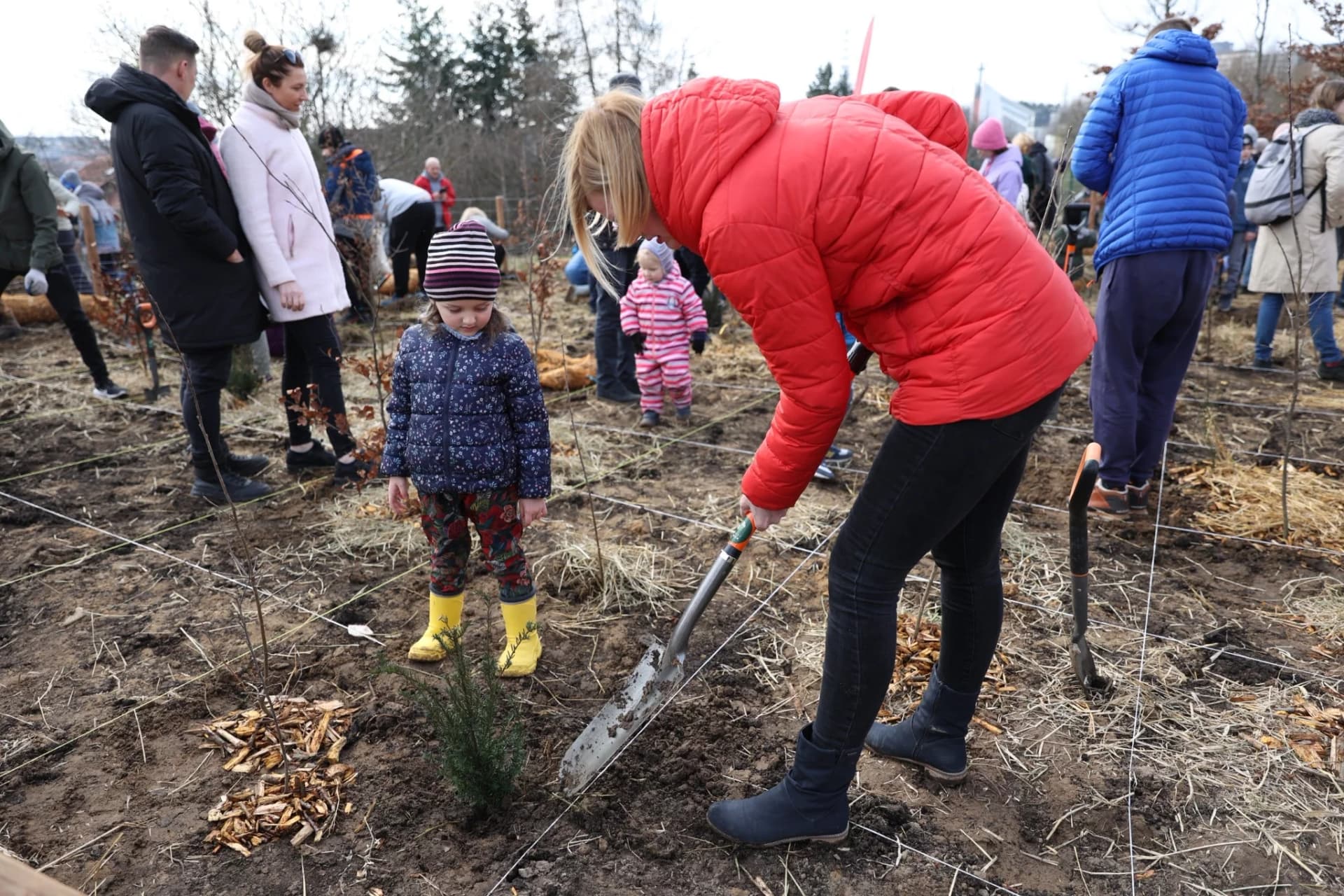 Ten las nie potrzebuje koszenia, grabienia ani podlewania. W Gdańsku będzie ich siedemnaście