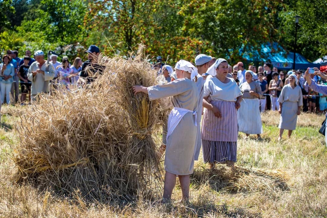 Tłumy zjadą na Łowickie Żniwa. Organizatorzy apelują do kierowców