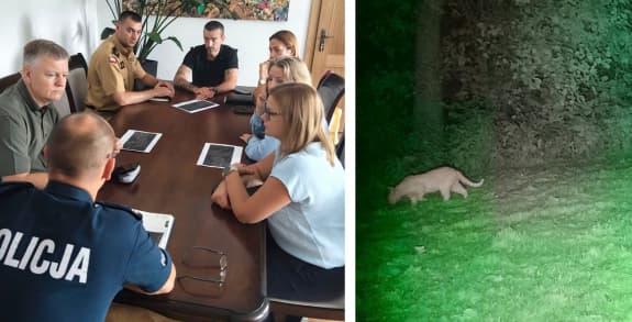 To jednak nie puma. Nowe ustalenia po analizie nagrań