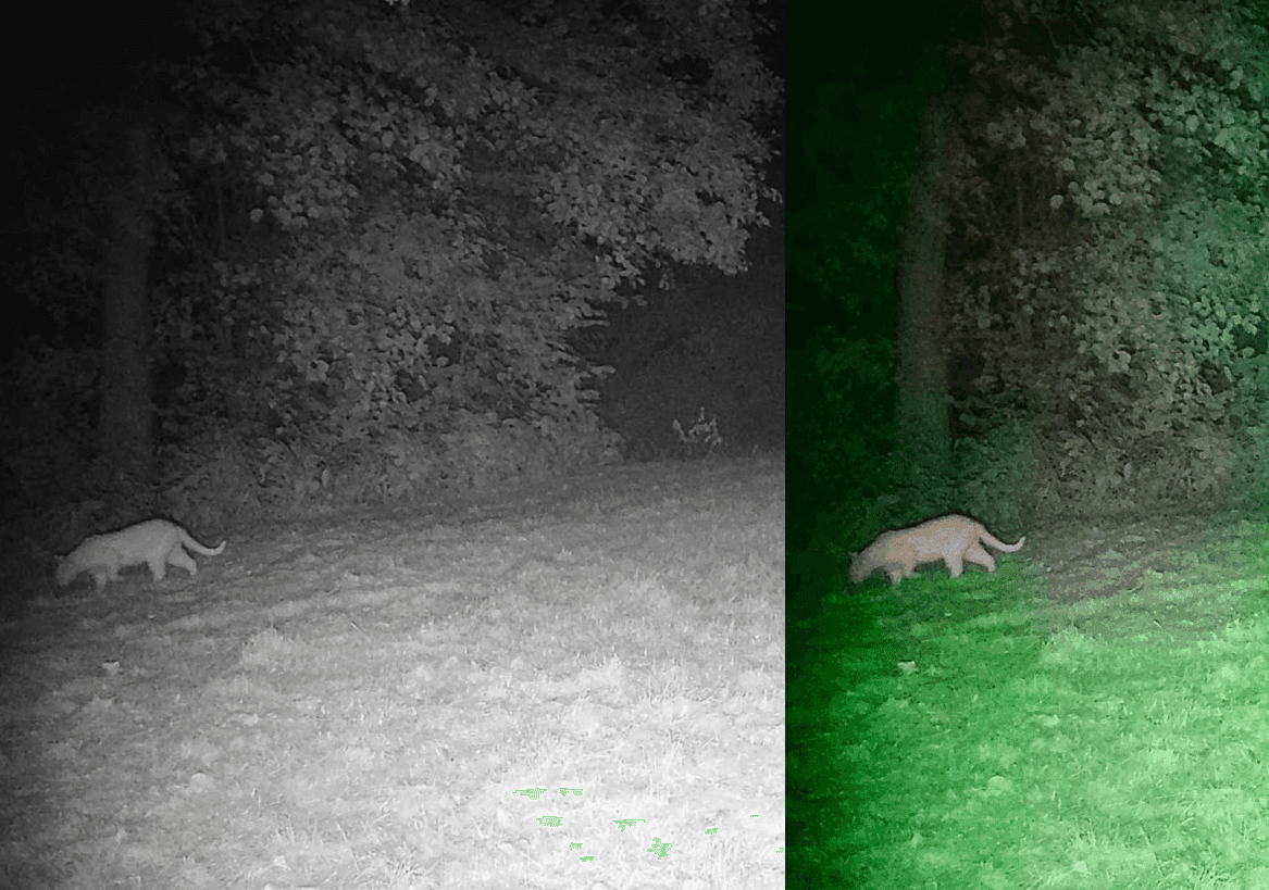 To nie była puma! Ale tajemniczy drapieżnik wciąż jest na wolności