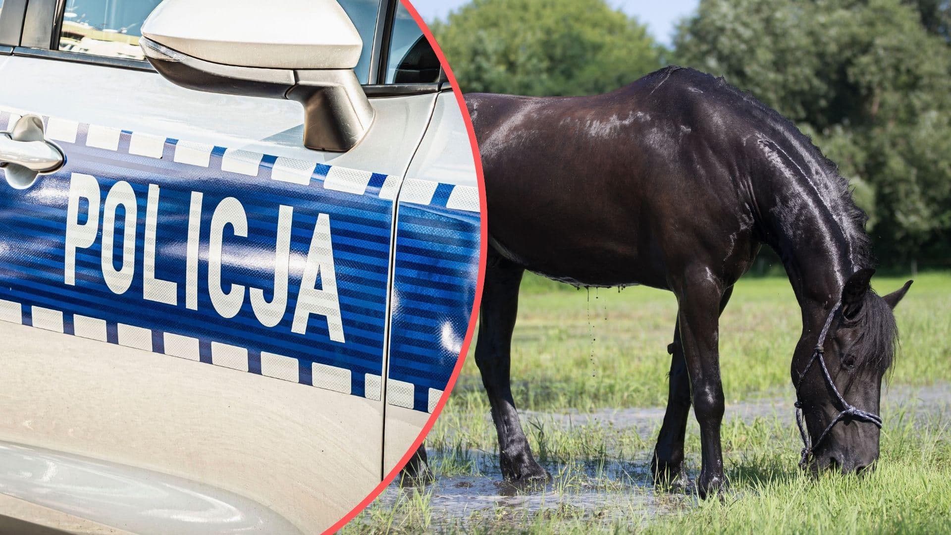 Tragiczny wypadek z udziałem konia. Zmarło półtoraroczne dziecko