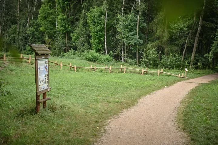 Trzy pomysły na alejki w Lasku Aniołowskim. Mieszkańcy wybiorą jeden