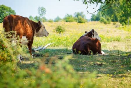 Ubój pastwiskowy możliwy. Zmiany w przepisach