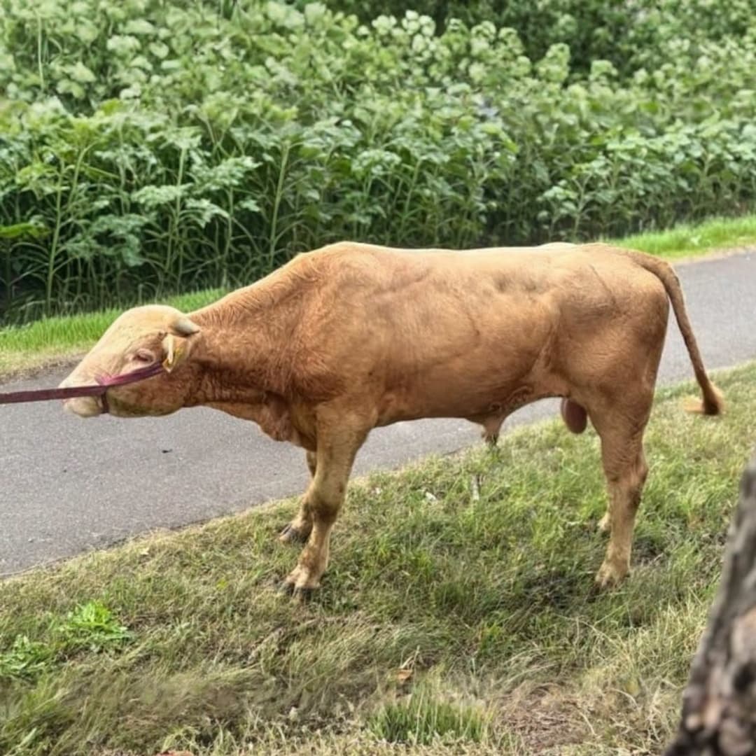 Ucieczka bydła z gospodarstwa pod Toruniem. Nowe informacje Starostwa Powiatowego