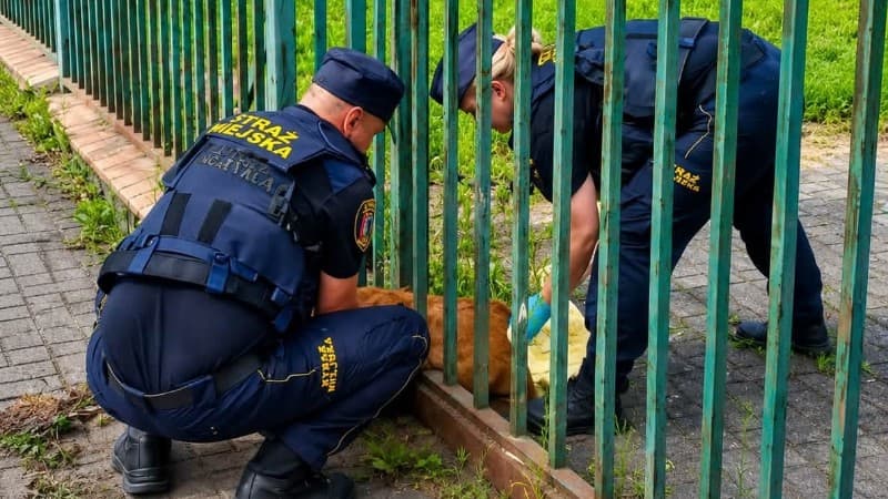 Uratowana w ostatniej chwili. Strażnicy miejscy z Bogatyni pomogli uwięzionej sarnie
