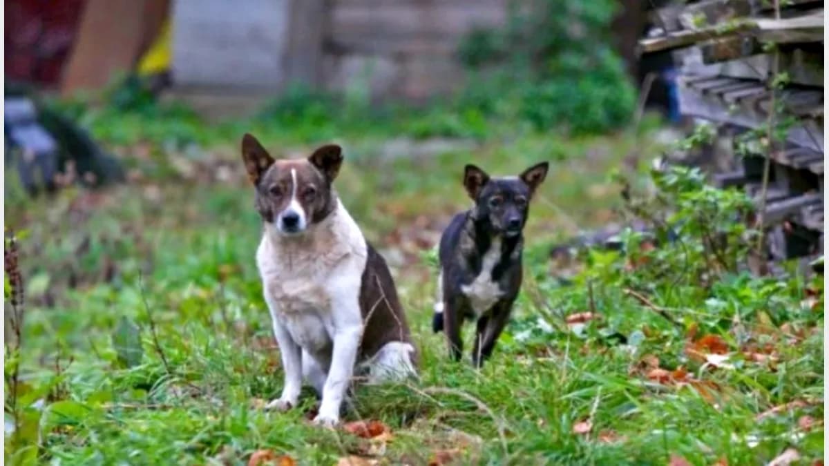 Urzędnicy apelują: psy na uwięzi, w przeciwnym razie grożą mandaty