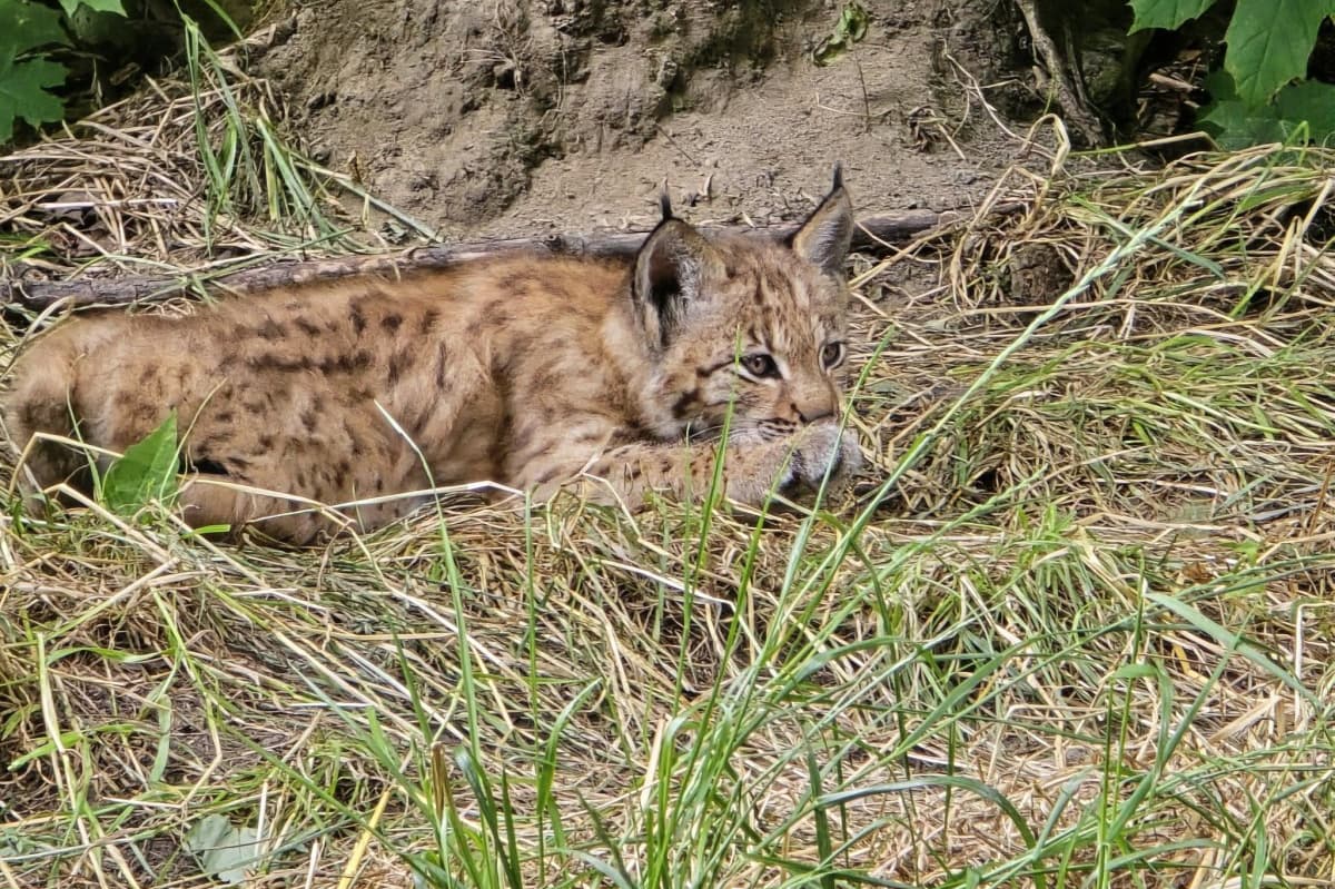 W chorzowskim zoo urodziły się dwa rysie euroazjatyckie