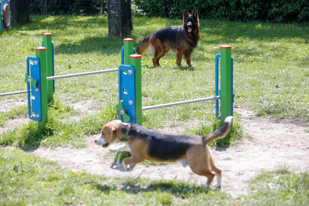 W Katowicach powstaną kolejne wybiegi dla psów