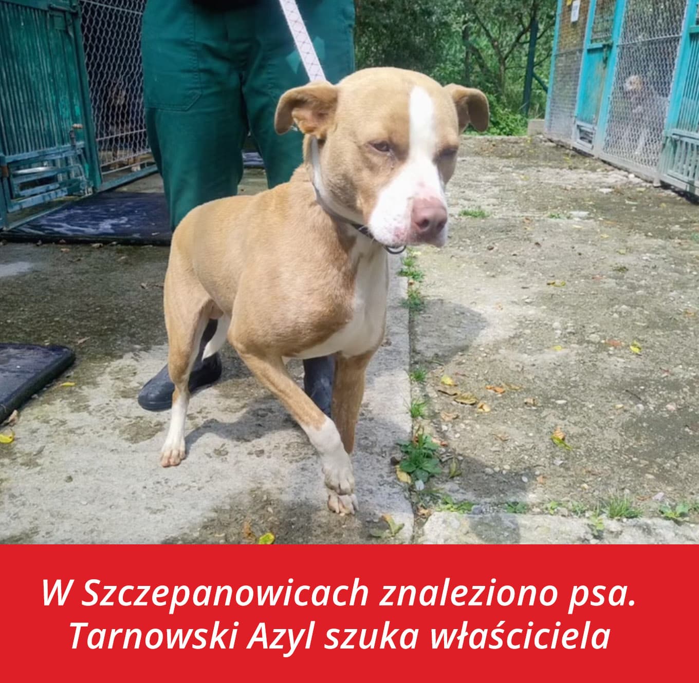W Szczepanowicach znaleziono psa. Tarnowski Azyl szuka właściciela