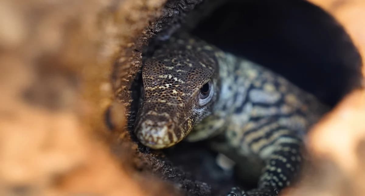 W zoo przyszła na świat największa jaszczu…