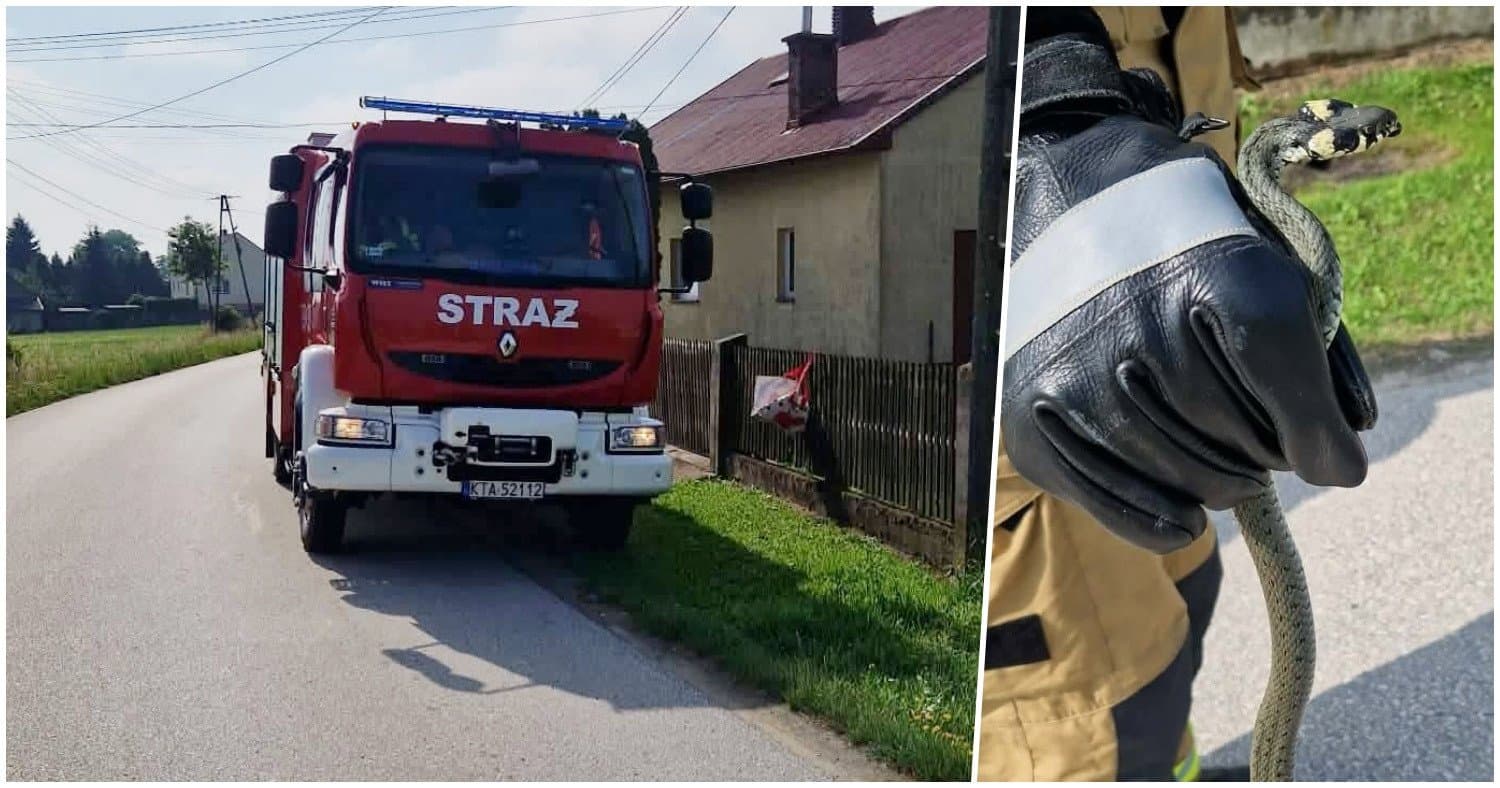 Wąż na posesji pod Tarnowem. Wezwano straż pożarną