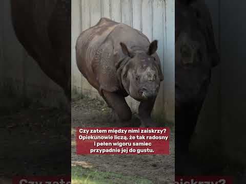 Węgierski kawaler zawitał we wrocławskim Ogrodzie Zoologicznym