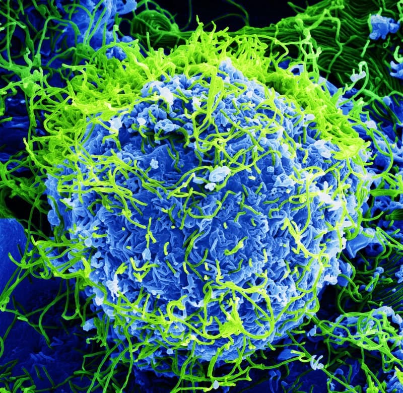 WHO: Epidemia DRK rozwija się najszybciej w historii
