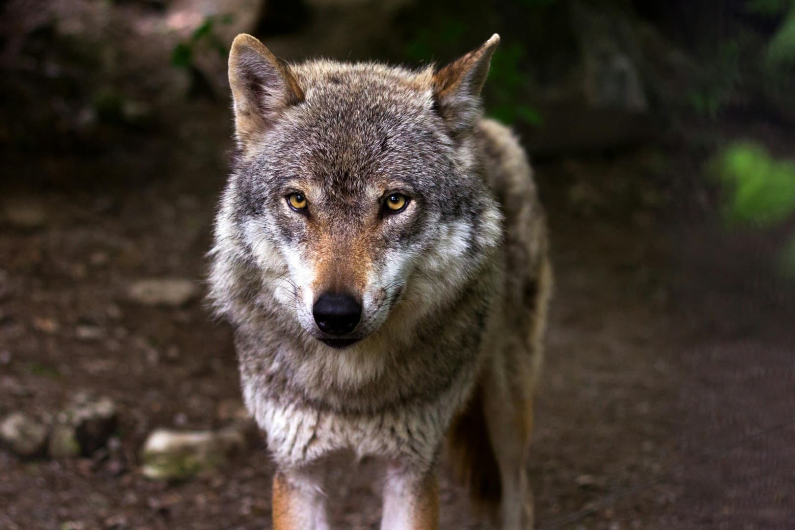 Wilki coraz częściej pojawiają się w pobliżu ludzi - warto wiedzieć, jak się zachować - Aktualności