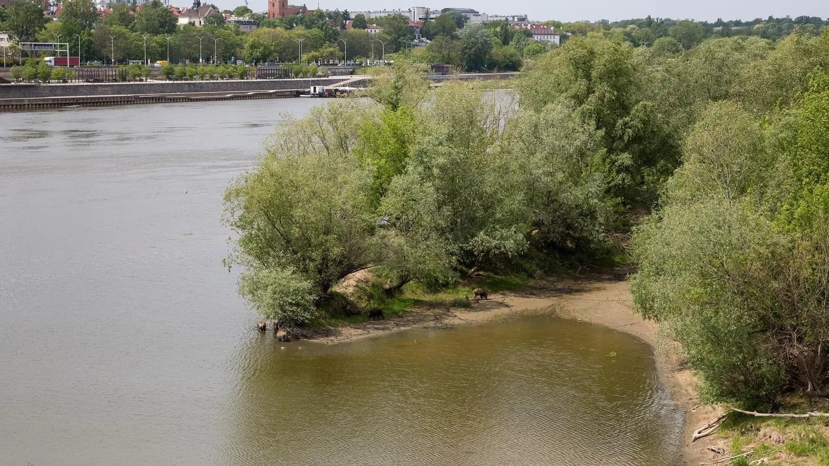 Wisła oddaje skarby przeszłości. Znaleźli narzędzia sprzed tysięcy lat