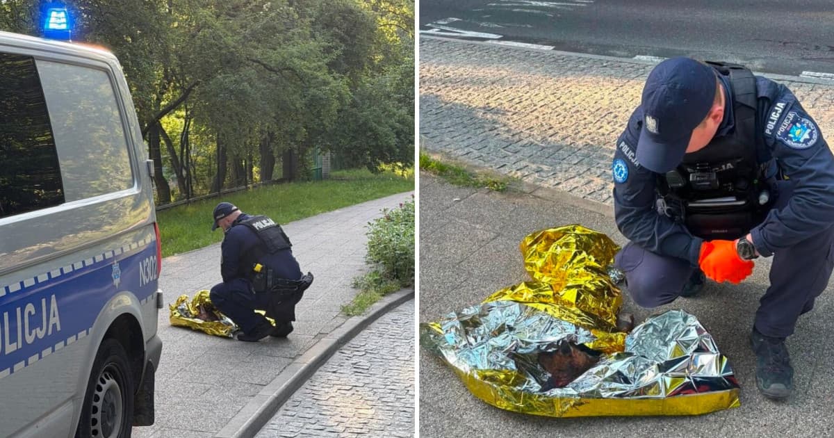 Wyjątkowa interwencja w Sopocie. Policja radzi, jak zadbać o dzikie zwierzęta