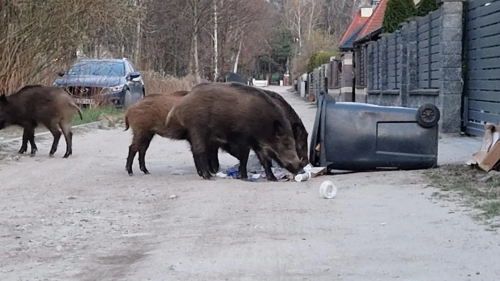 Wyrzucał śmieci, dzik ugryzł go w nogę