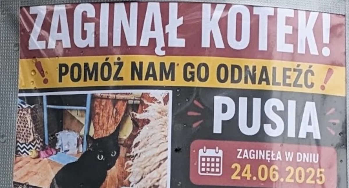 Zaginęła Kotka Pusia!