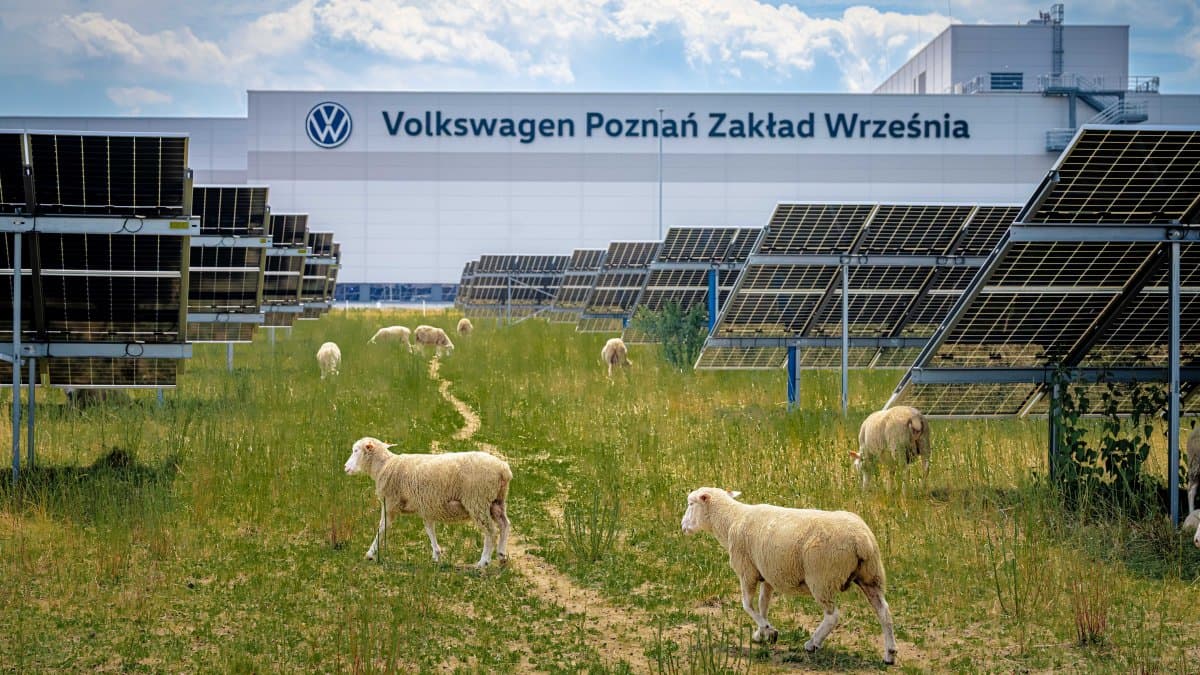 Zamiast kosiarek… owce rasy wielkopolskiej. Otoczenie fabryki VW we Wrześni „koszą” zwierzęta