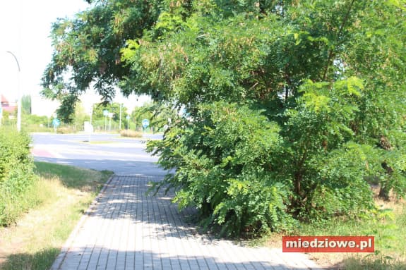 Zarośnięte chodniki, ścieżki i ronda. Mieszkańcy alarmują
