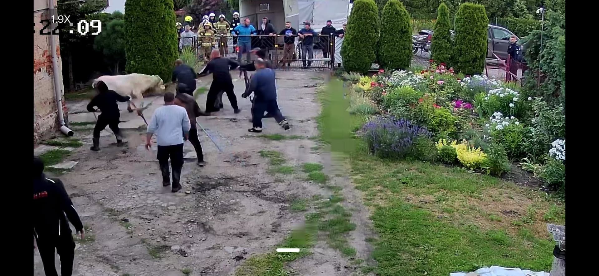 Zbiegłe byki dotarły do Turzna. Są zniszczenia na posesji