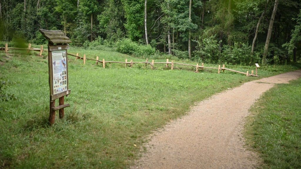 Zdecydujmy, jak nazwać alejki w Lasku Aniołowskim