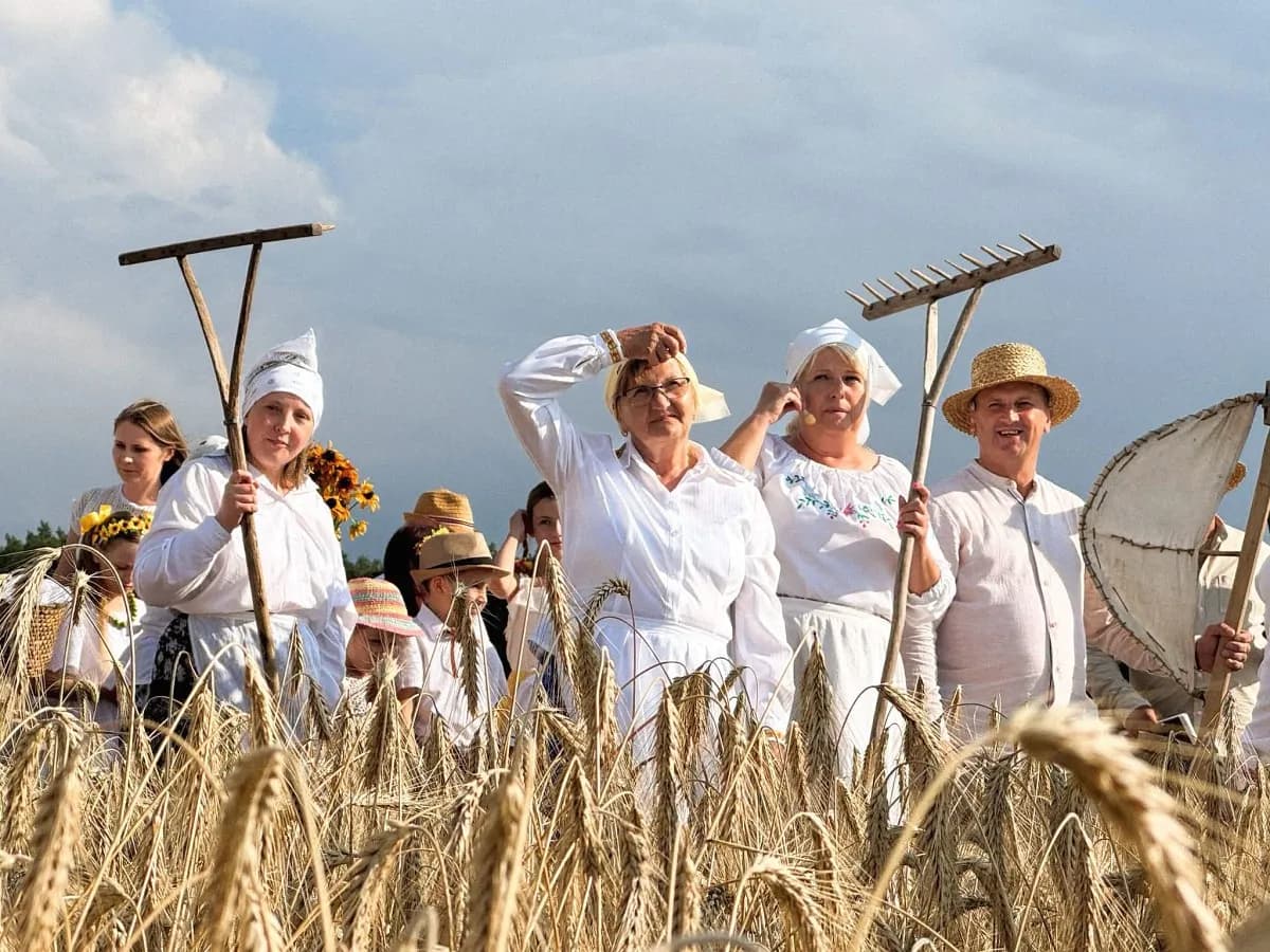 Żniwowanie nad Maczułami