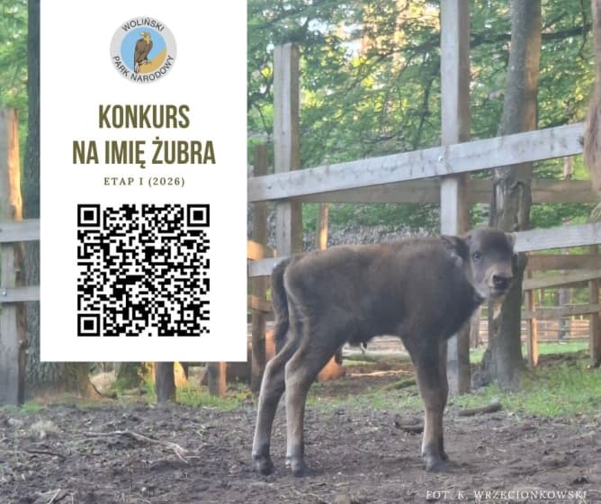Zostań Patronem żubra w Wolińskim Parku Narodowym