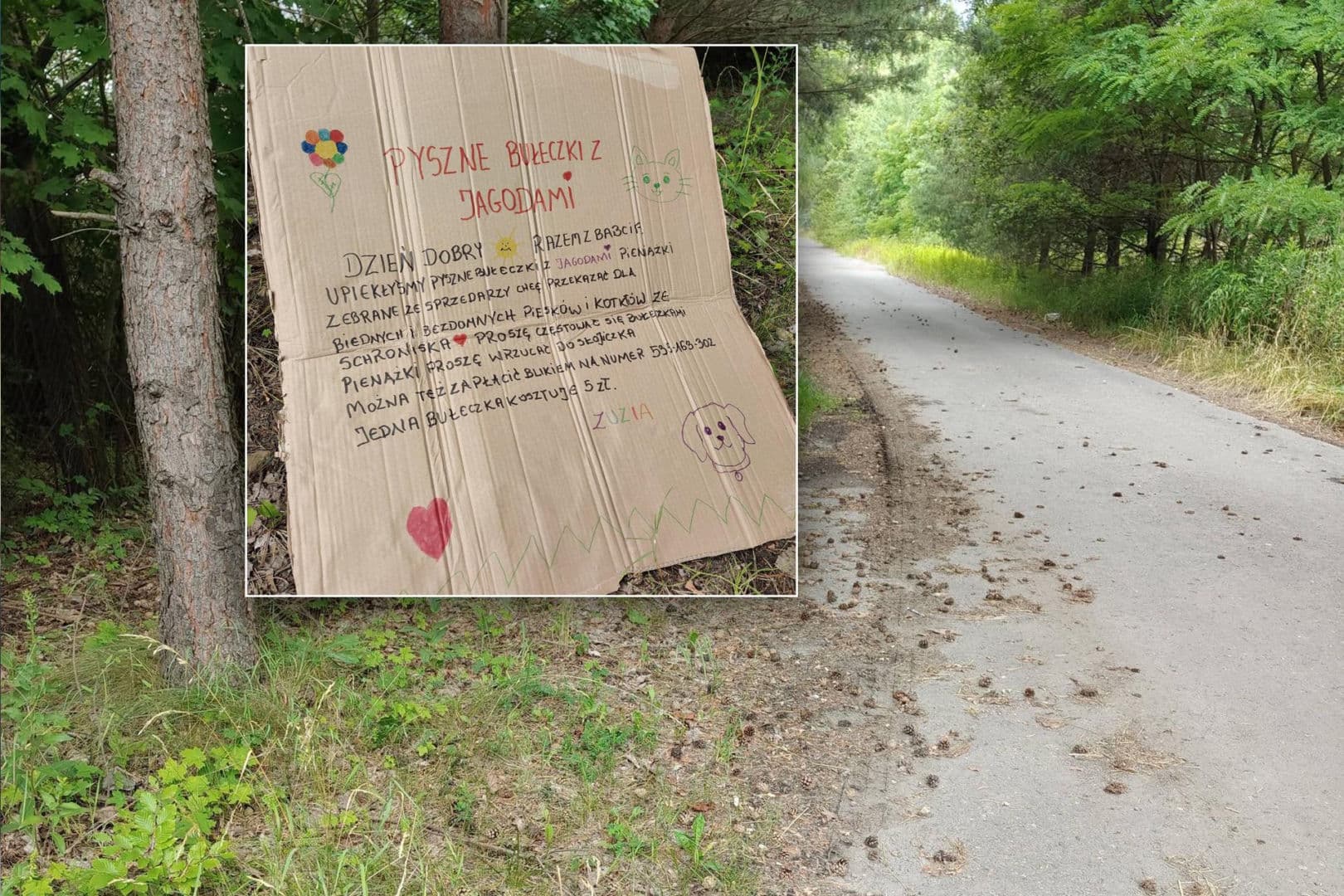 Zuzia sprzedaje jagodzianki przy DK91. Pieniądze z bułeczek trafią do schroniska