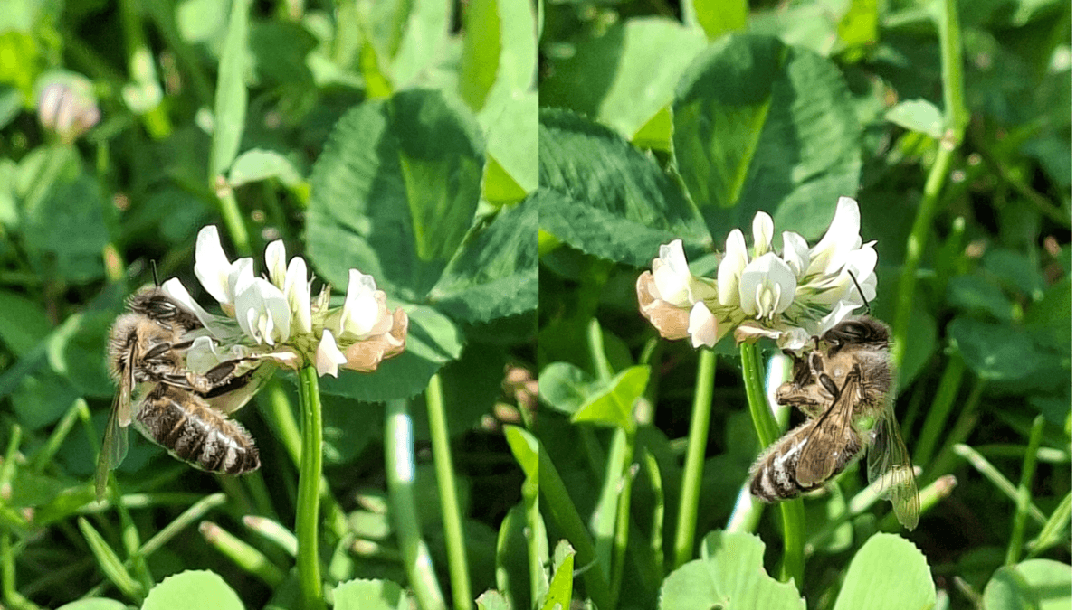 Życie w pojedynkę też ma swoje zalety. Ciekawostki z przydomowych ogródków – cz. 2Życie w pojedynkę też ma swoje zalety. Ciekawostki z przydomowych ogródków – cz. 2