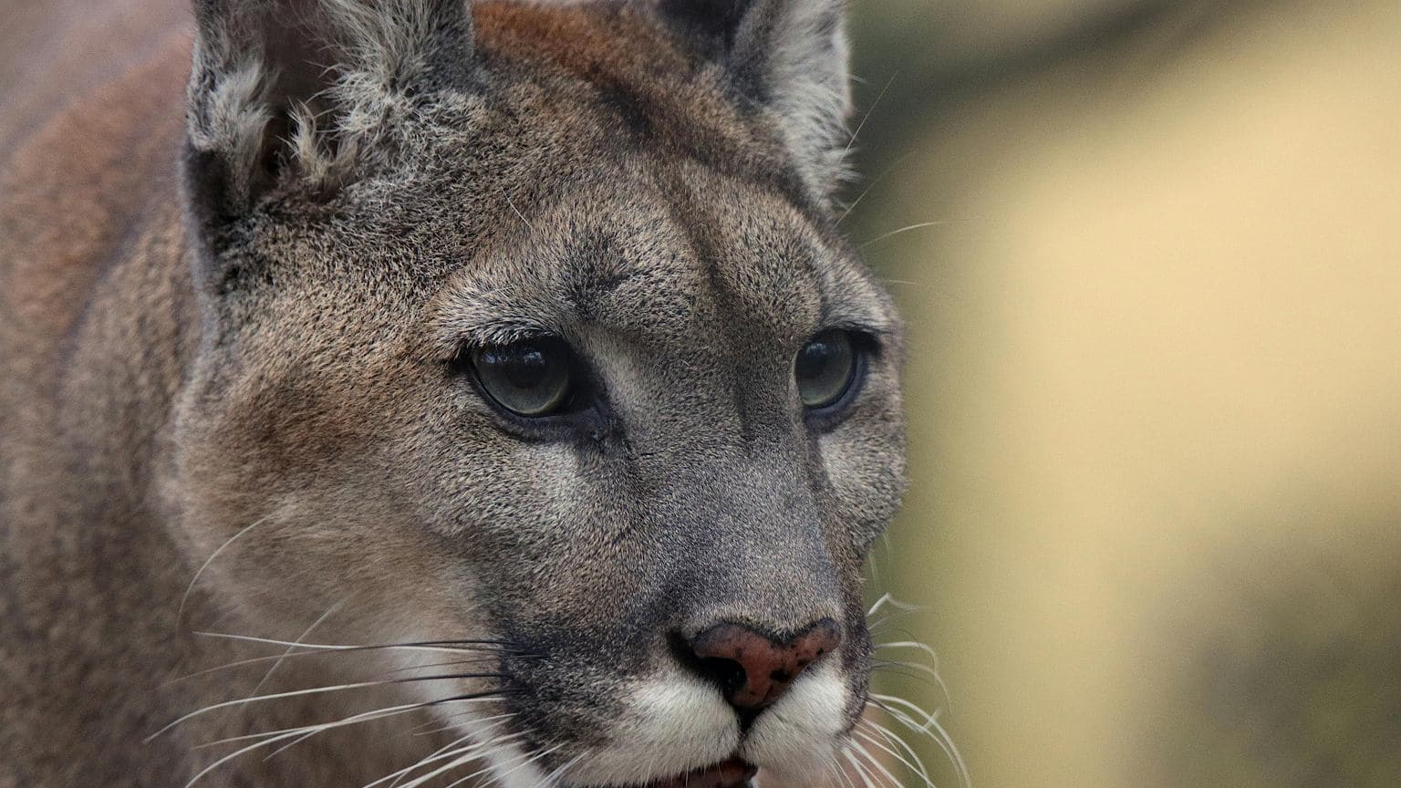 Alarm w zachodniopomorskiej gminie. Po okolicy grasuje puma. Powołano sztab kryzysowy