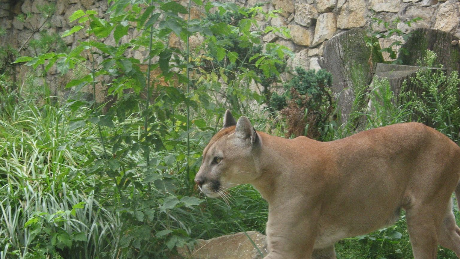 Kolejna puma w polskim lesie? Wydano komunikat. "Prośba o zachowanie szczególnej ostrożności"