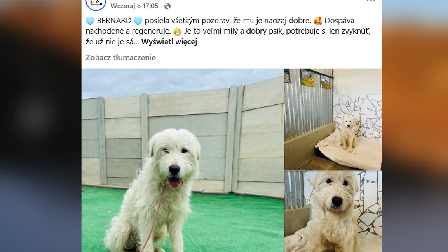 Pies samotnie wędrował po Tatrach. Bernard przeszedł 140 kilometrów